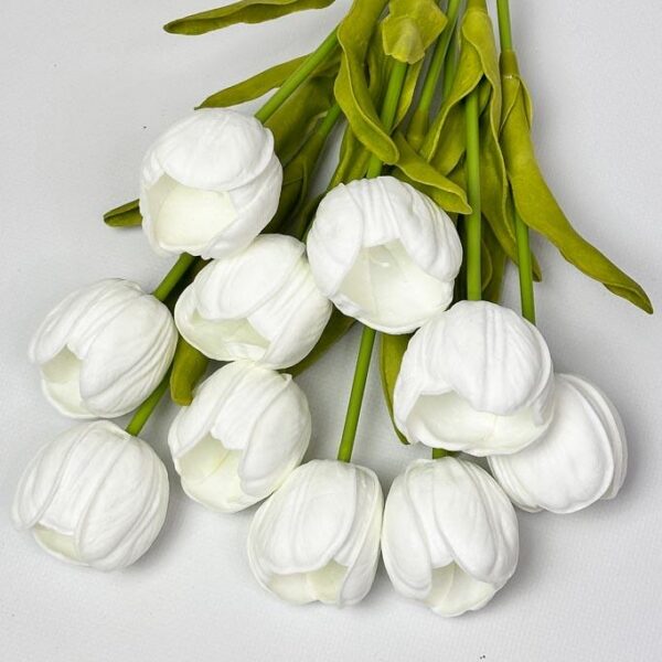 Тюльпан  білі