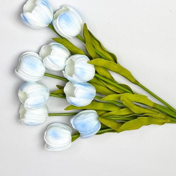 Тюльпан  голубі