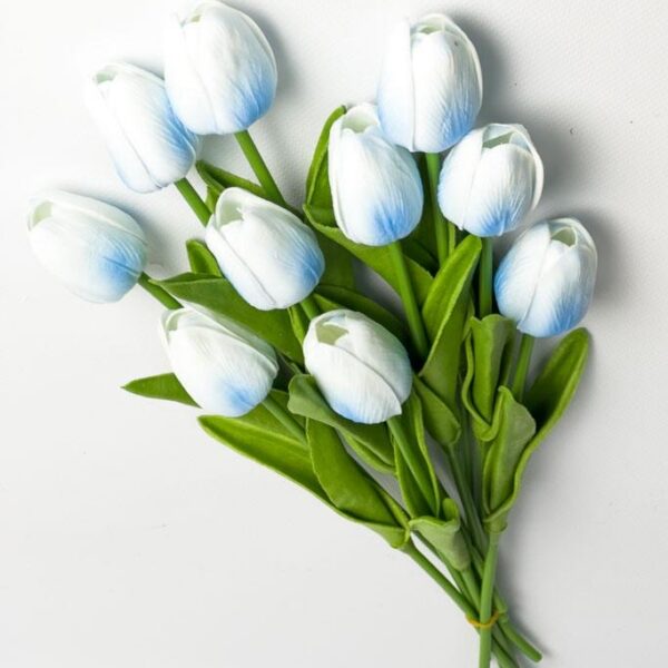 Тюльпан  голубий