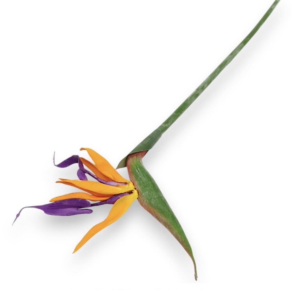 Стреліція Королівська максі«Райський Птах»