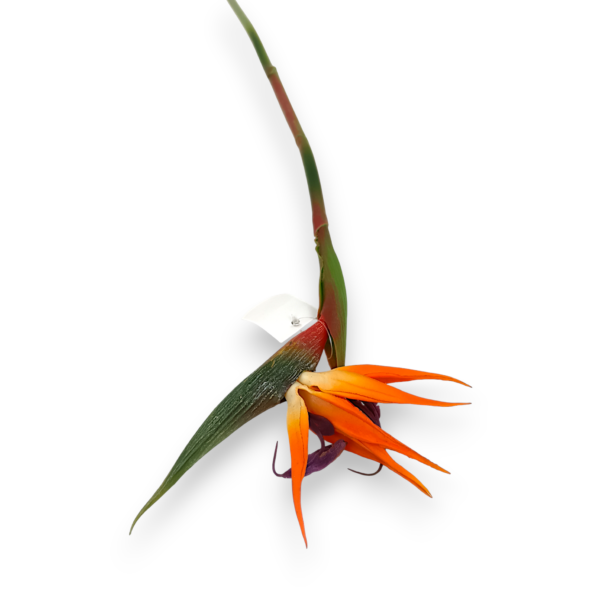 Стреліція Королівська «Райський Птах»