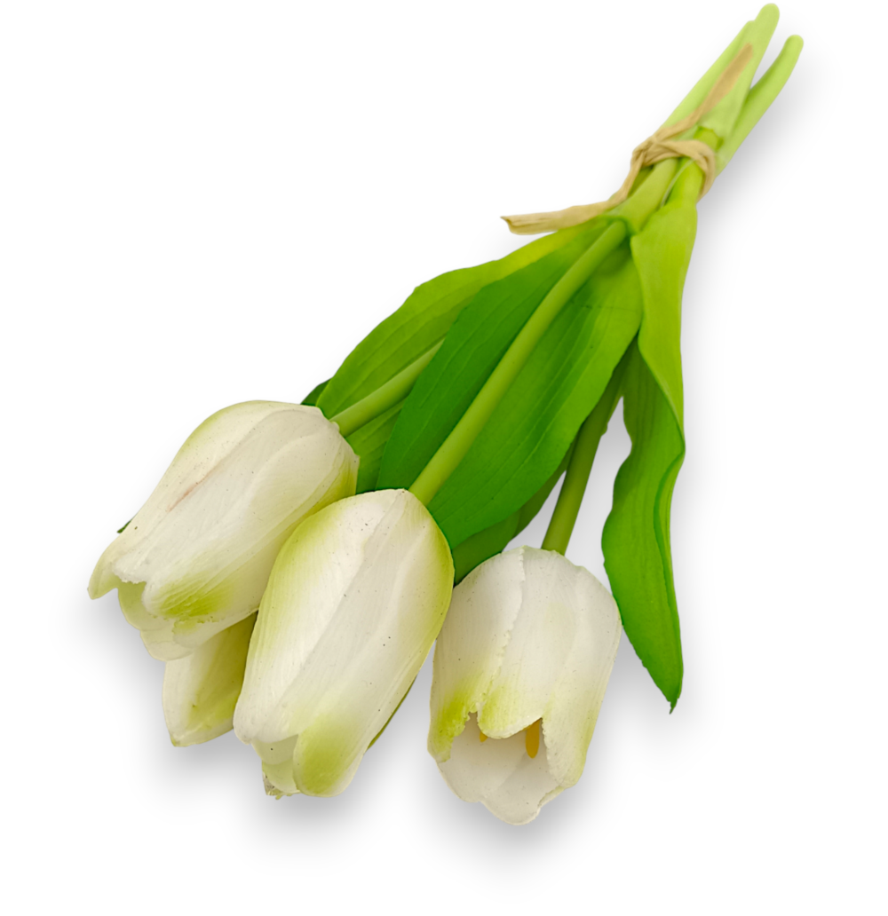 Тюльпан класичний білі