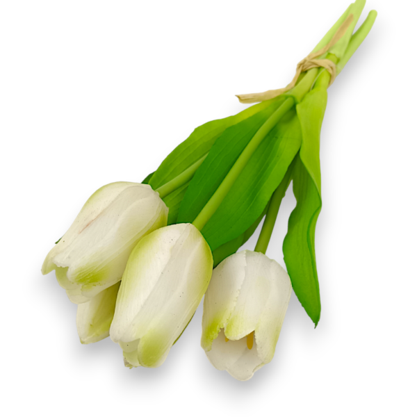 Тюльпан класичний білі