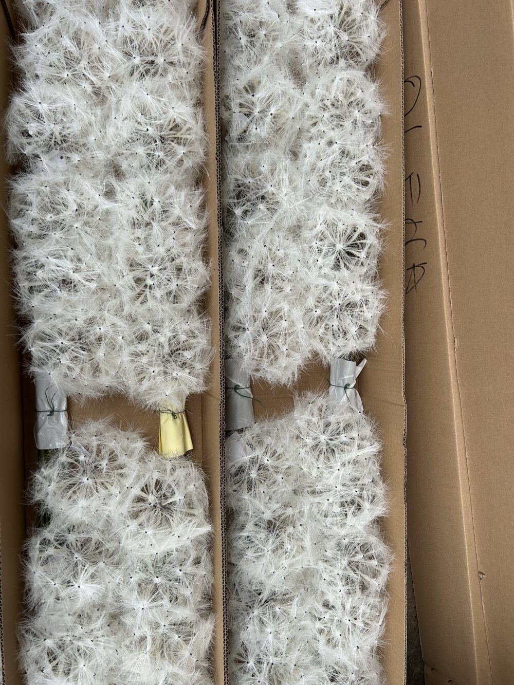 Кульбаба Штучна Біла - Зображення 2