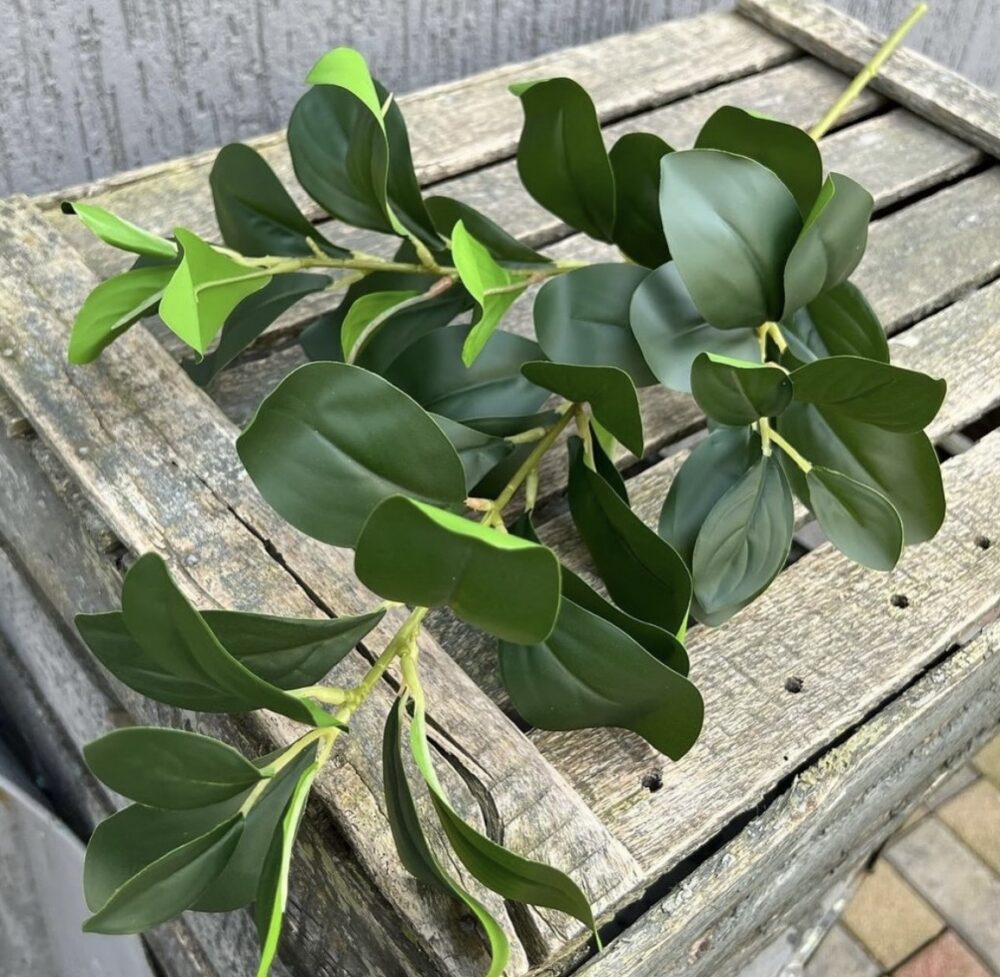 Гілка Декоративної Зелені лимона - Зображення 2