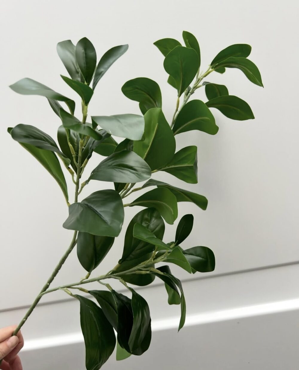 Гілка Декоративної Зелені лимона