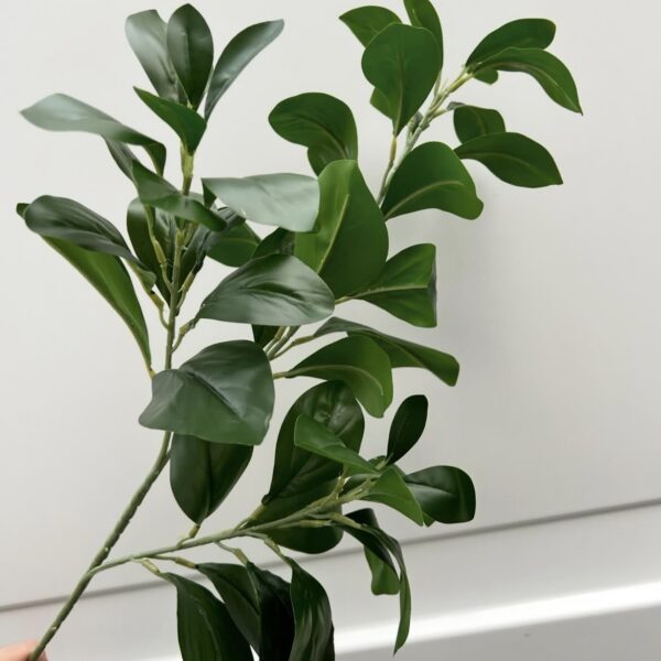 Гілка Декоративної Зелені лимона