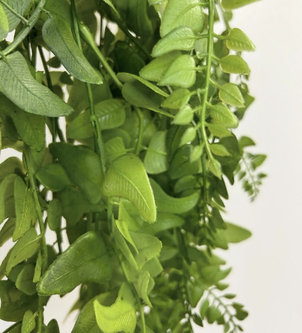 Густий Кущ Ампельної Зелені - Зображення 2