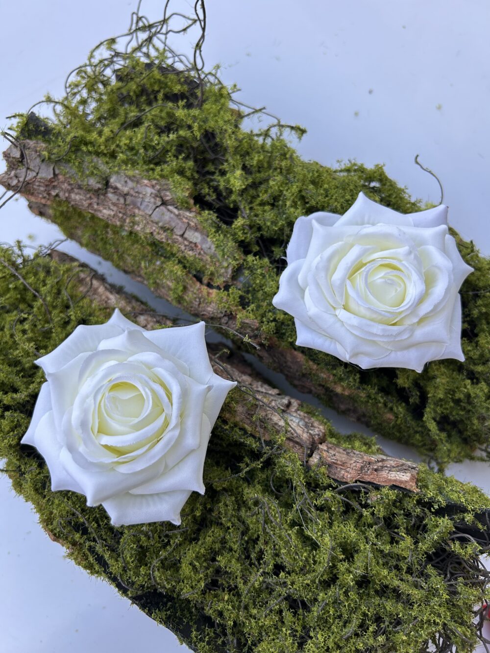 Голова Троянди «Гостролиста»Айворі