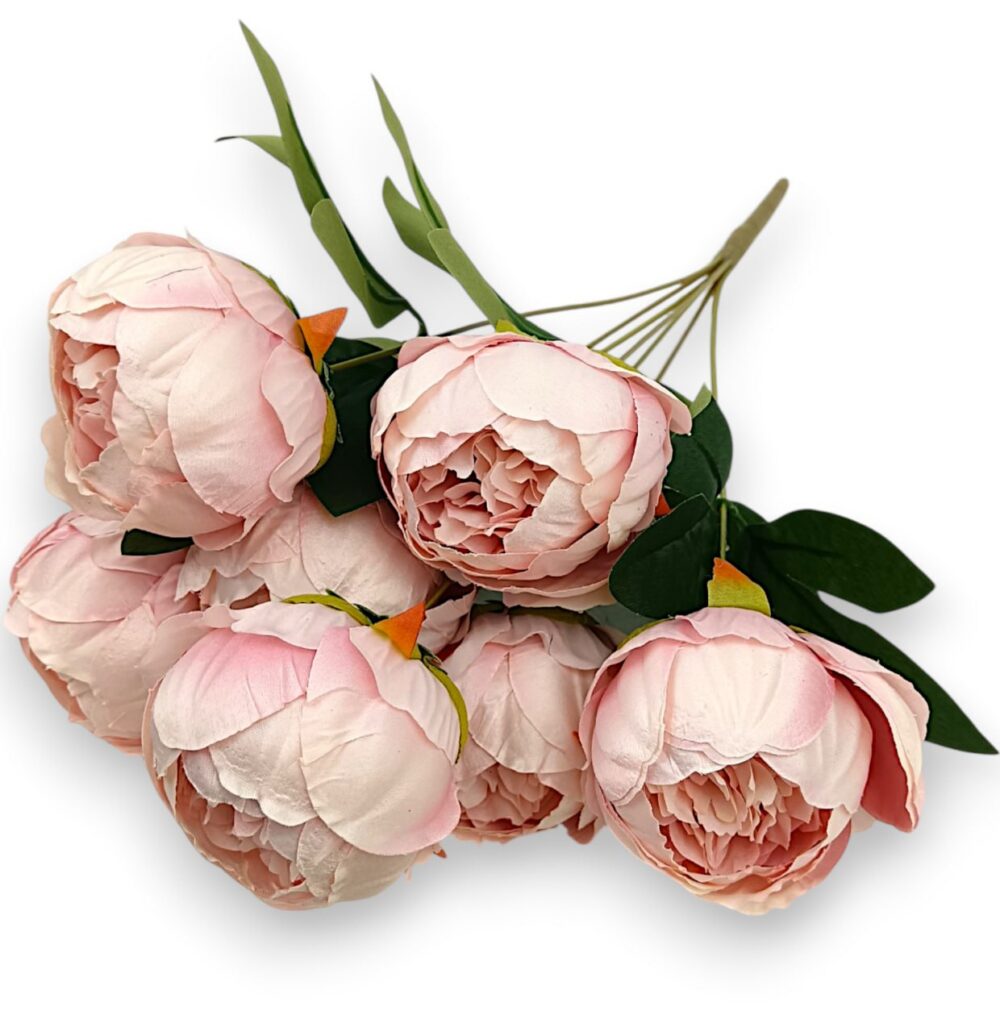 Півонія класична пудрова