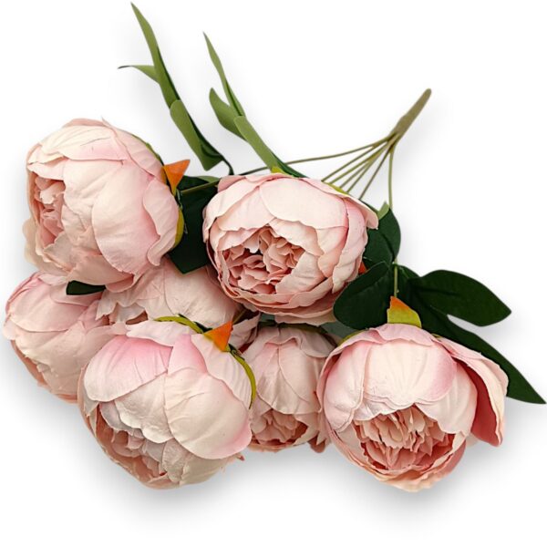 Півонія класична пудрова