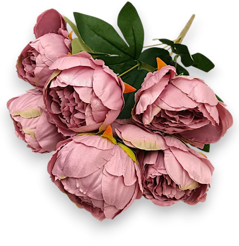 Півонія класична темна пудра