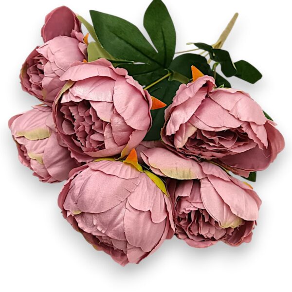 Півонія класична темна пудра