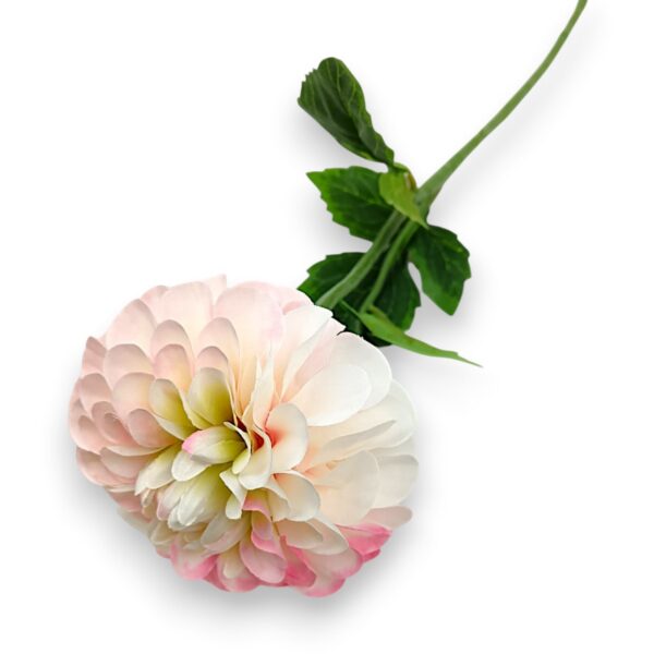 Гілка жоржини преміум біло-рожева