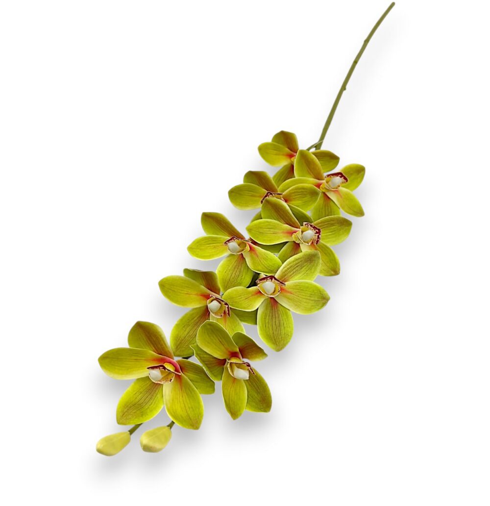 Цимбидіум високий зелений