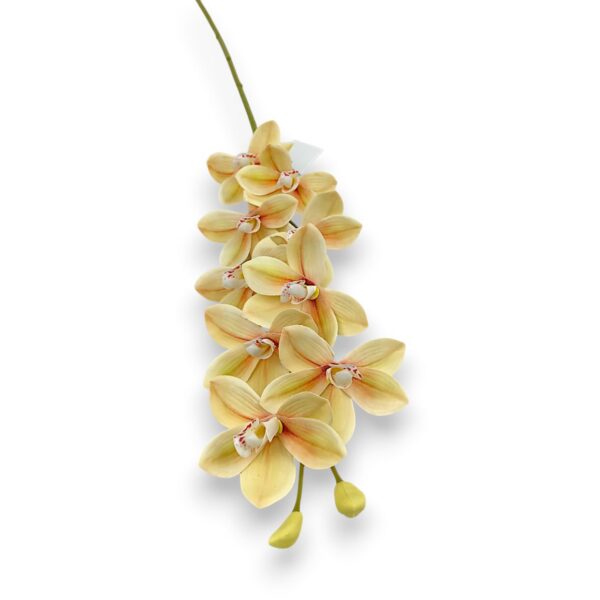 Гілка Орхідеї Цимбідіум «Real Touch»крем