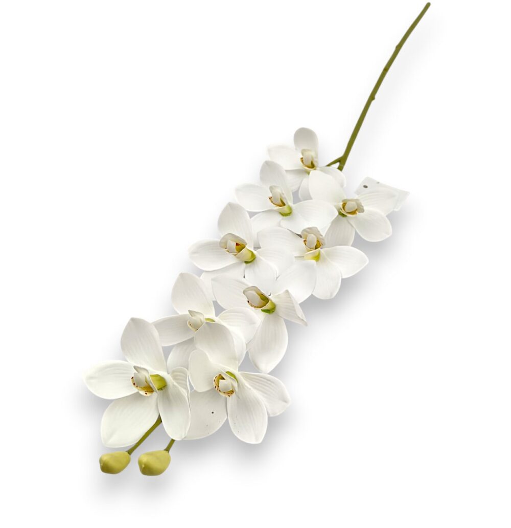 Цимбидіум високий білий