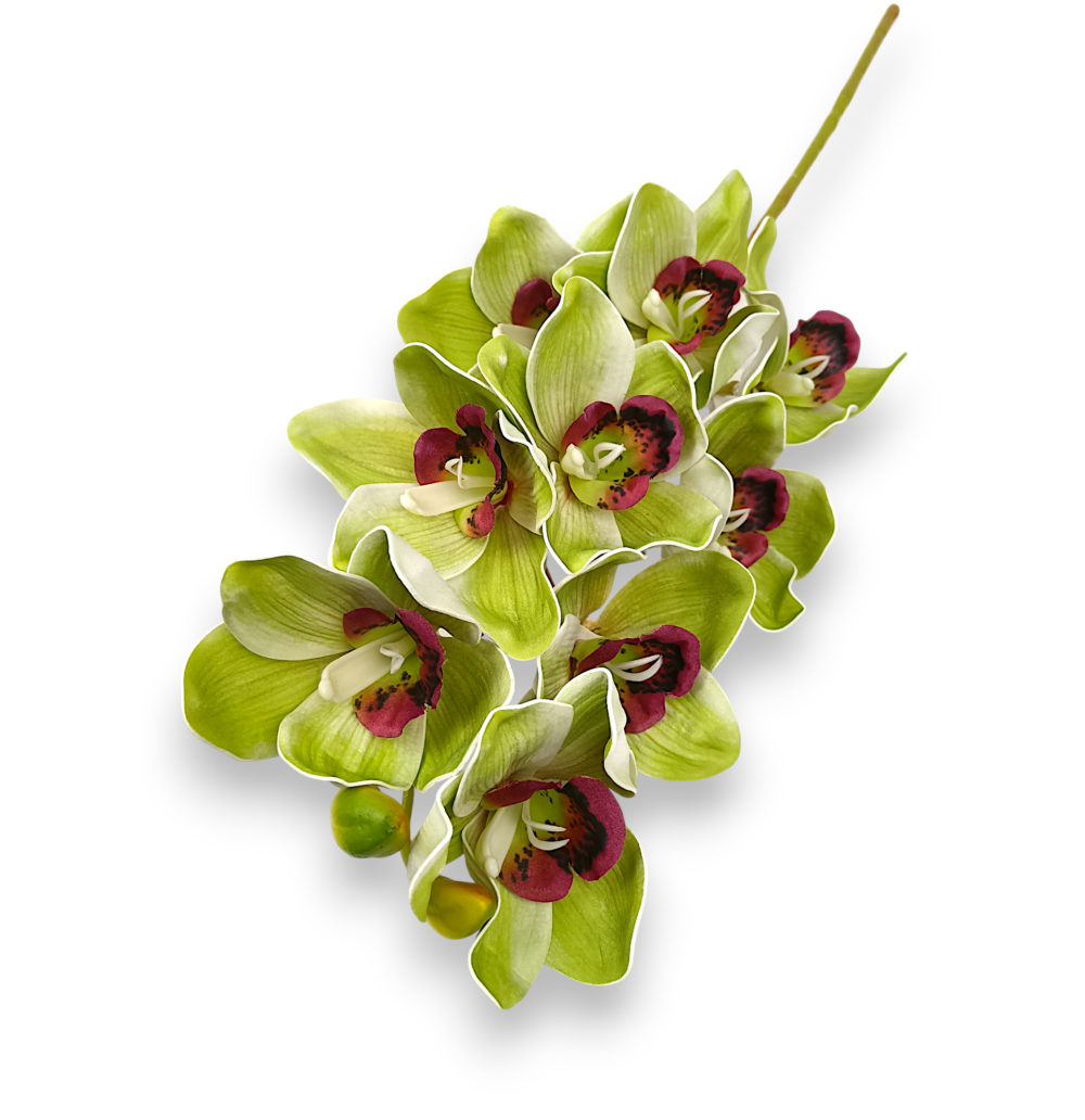 Цимбидіум зелений