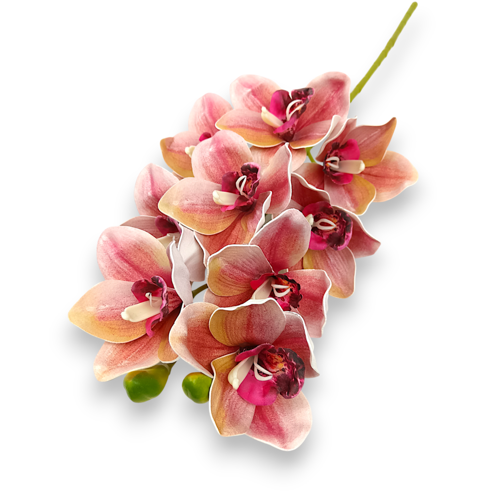 Цимбидіум персиковий