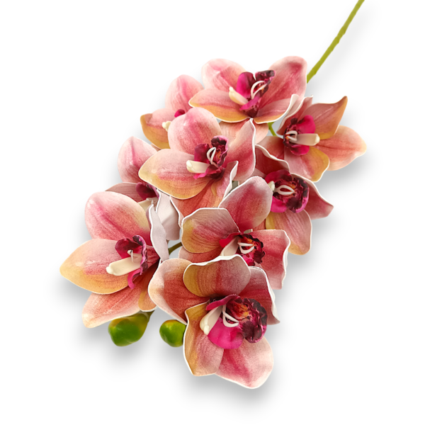 Цимбидіум персиковий