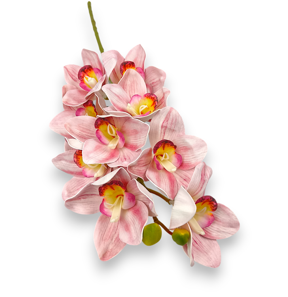 Цимбидіум рожевий