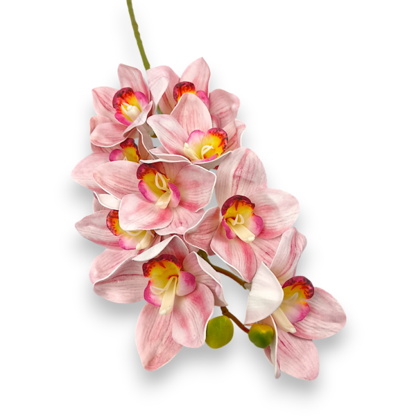 Цимбидіум рожевий