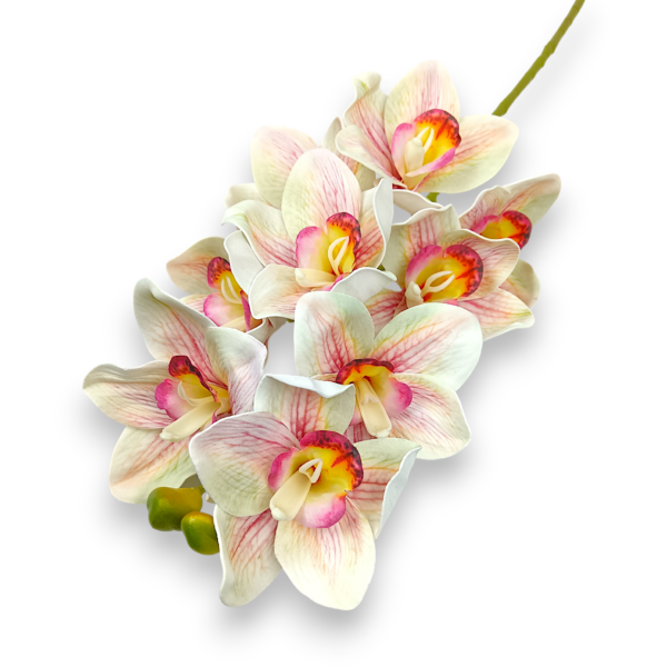 Цимбидіум шампань