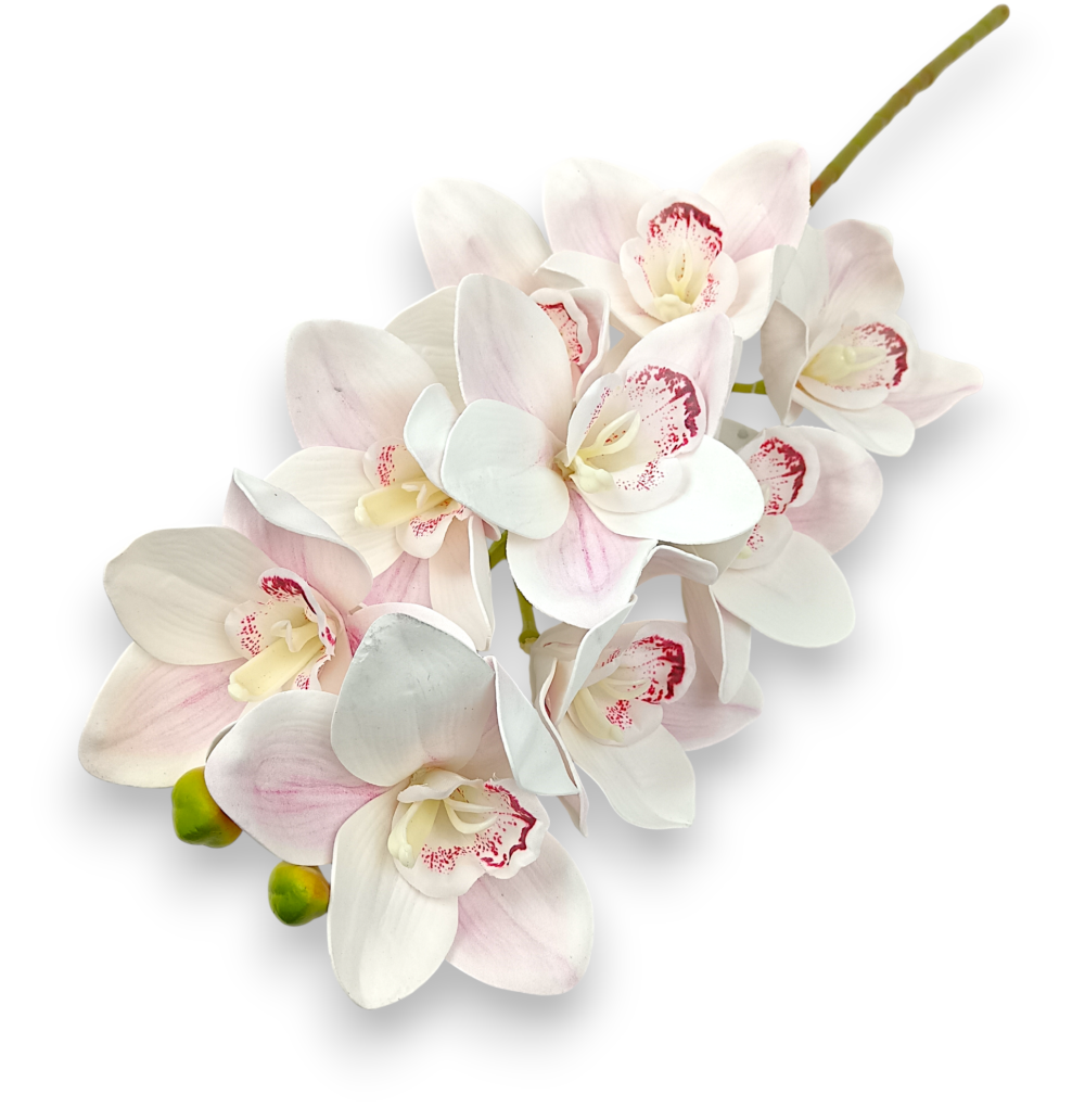 Цимбидіум пудра біла