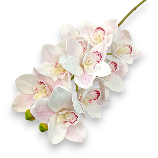 Цимбидіум пудра біла