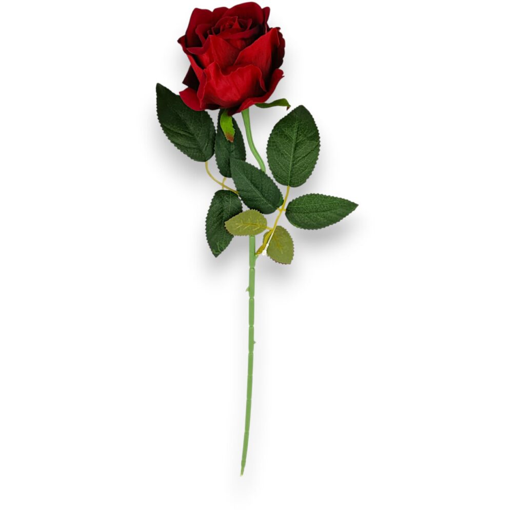 Троянда оксамитова червона - Зображення 2