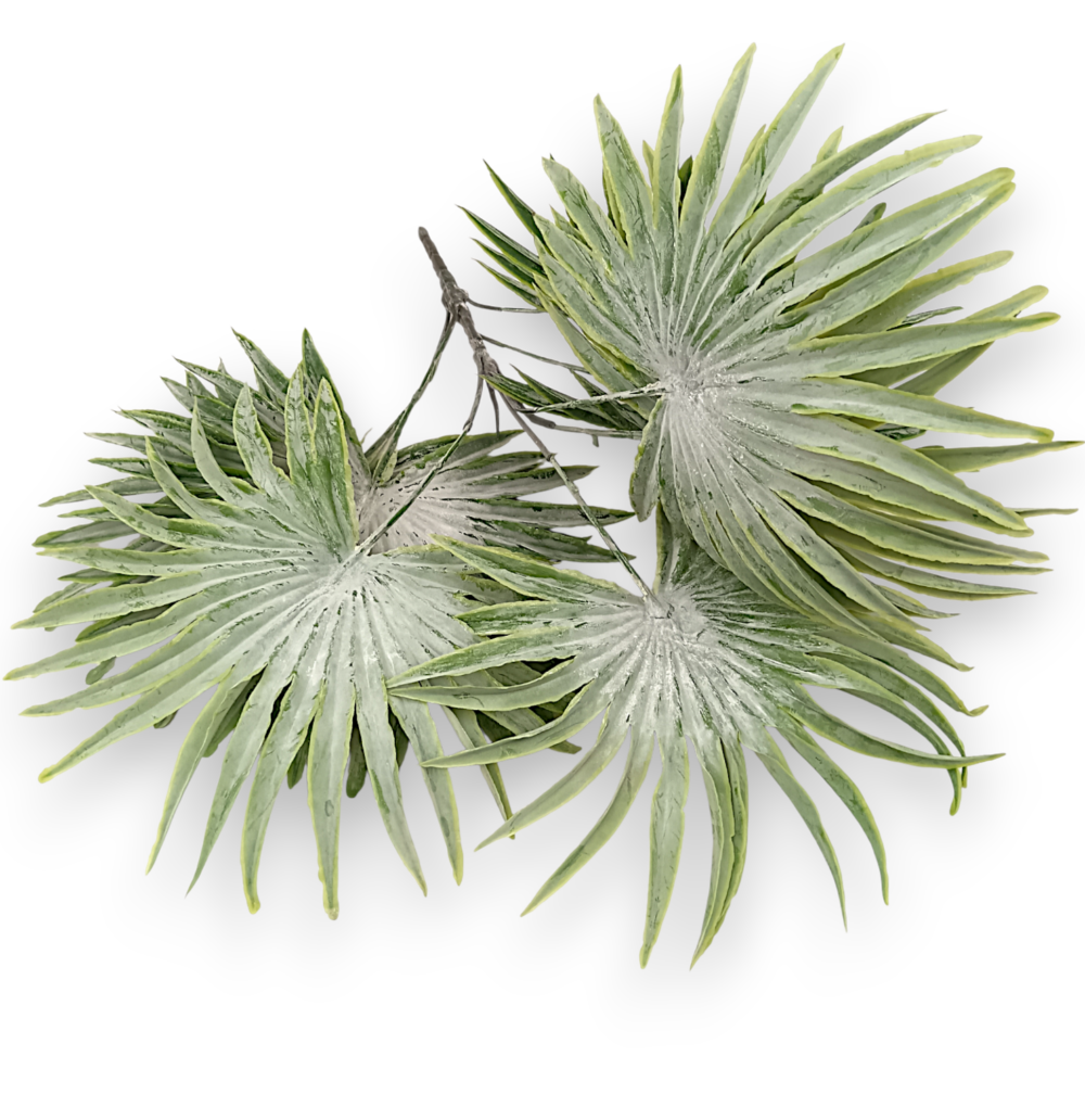 Пальма шириколиста пепельна - Зображення 2