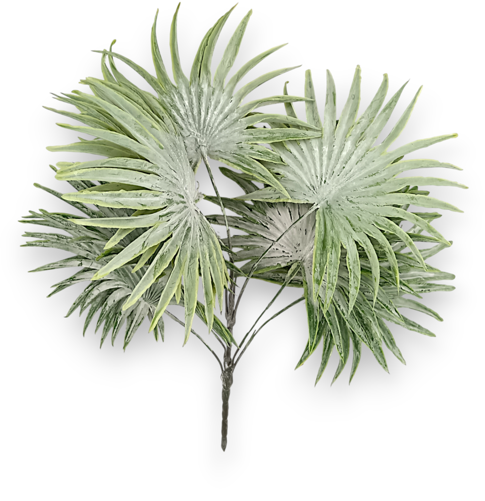 Пальма шириколиста пепельна