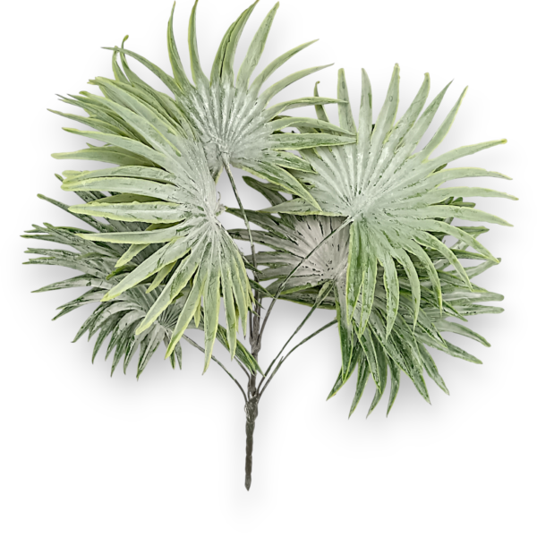 Пальма шириколиста пепельна