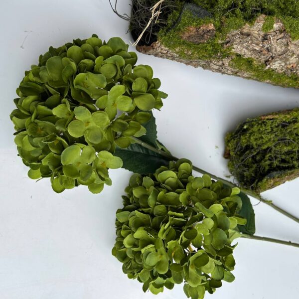 Королівська гортензія зелена