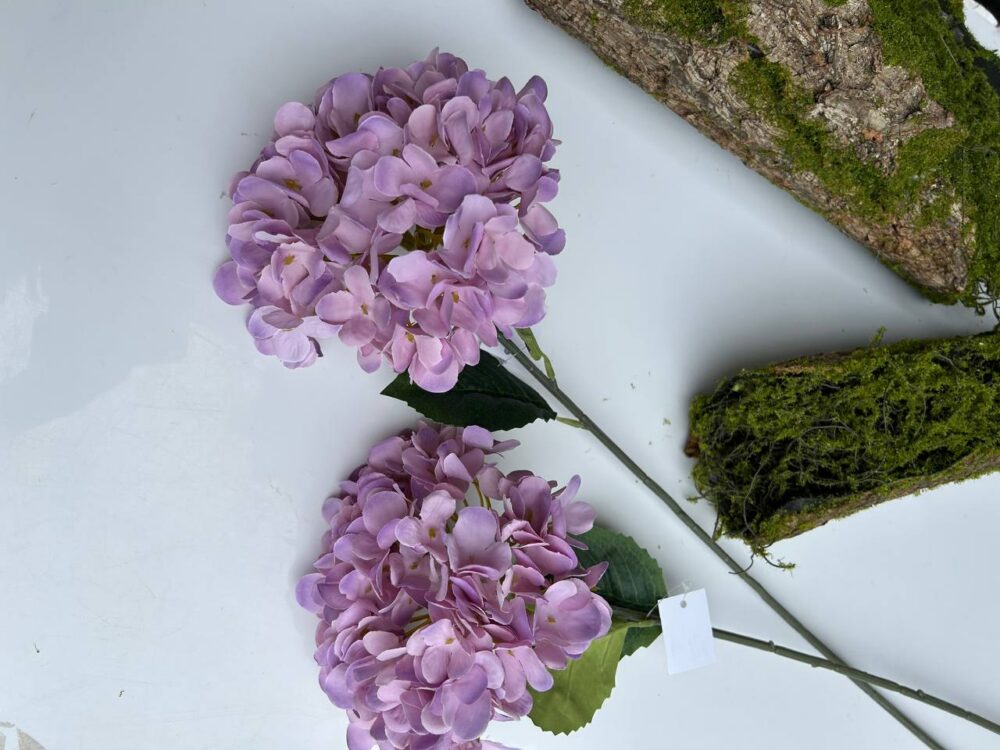 Королівська гортензія фіалкова