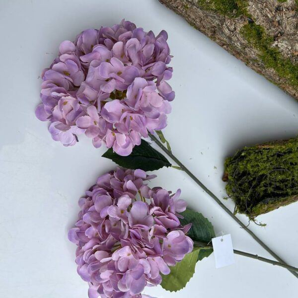 Королівська гортензія фіалкова