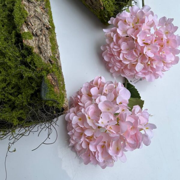 Королівська гортензія рожева