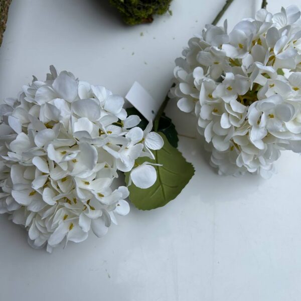 Королівська гортензія біла