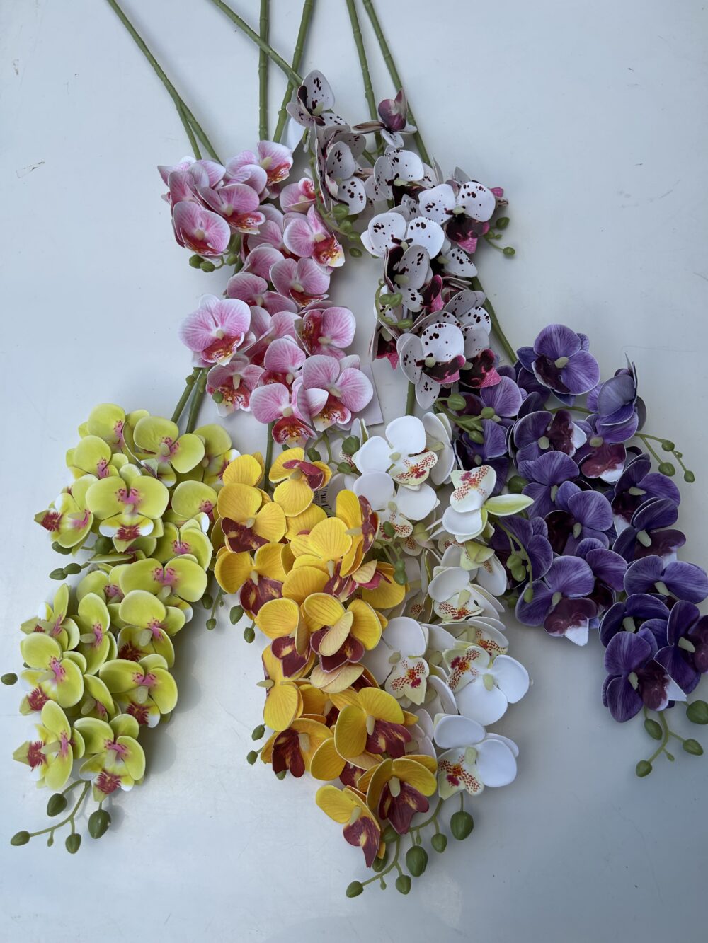 Кущова орхідея біла - Зображення 2