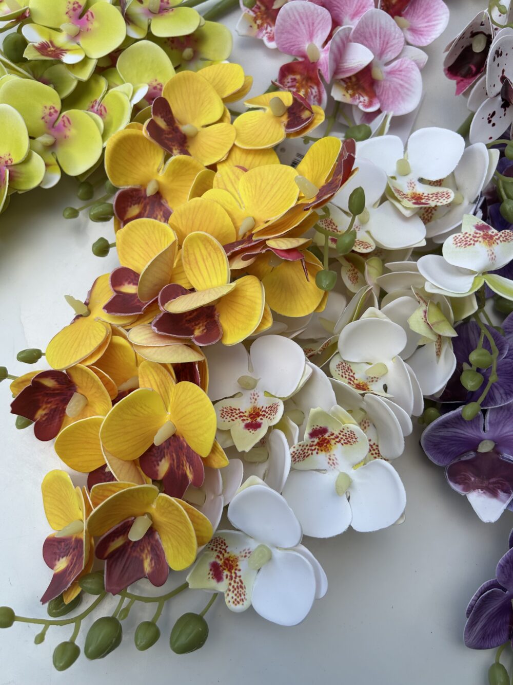 Кущова орхідея біла - Зображення 4