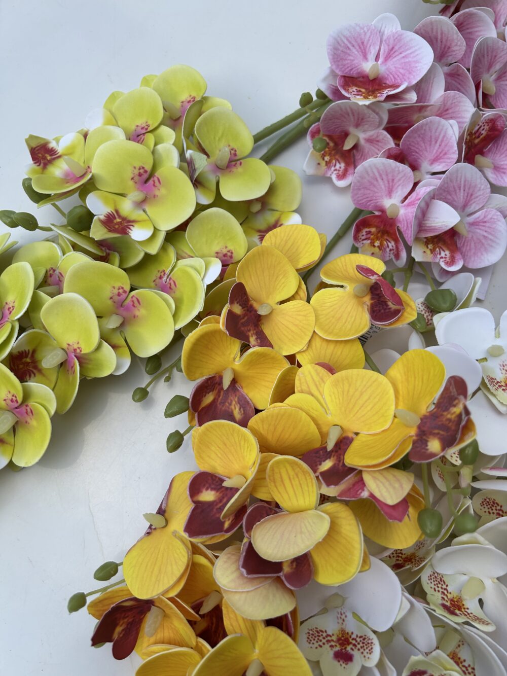 Кущова орхідея біла - Зображення 5