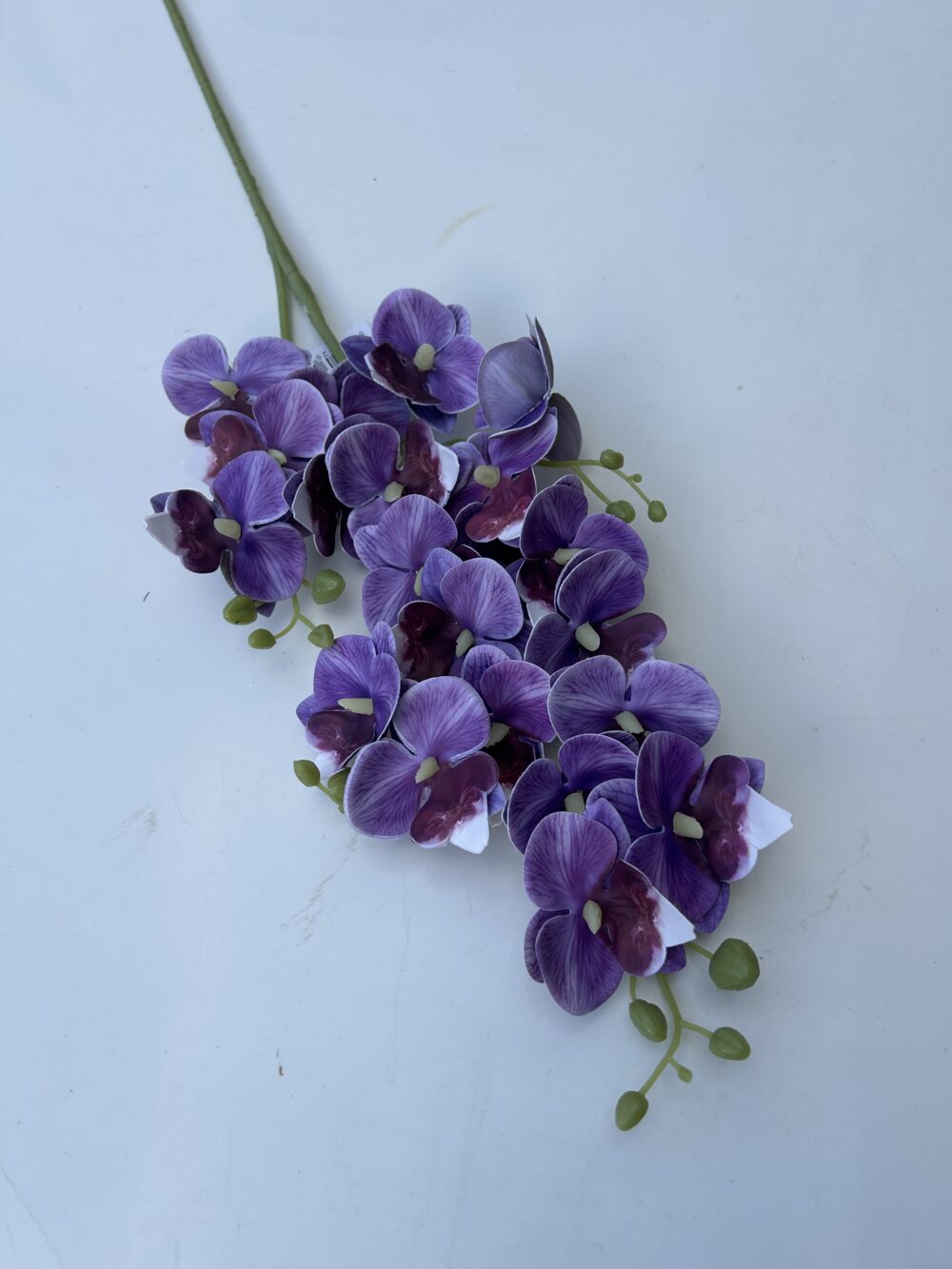 Кущова орхідея фіалкова