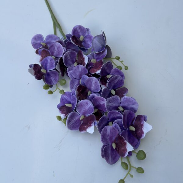 Кущова орхідея фіалкова