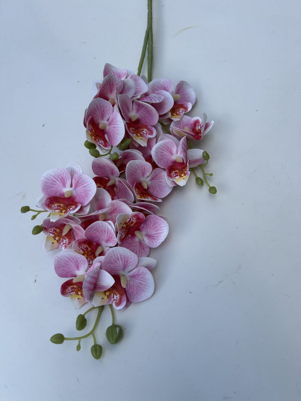 Кущова орхідея рожева