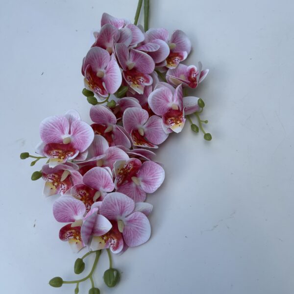 Кущова орхідея рожева