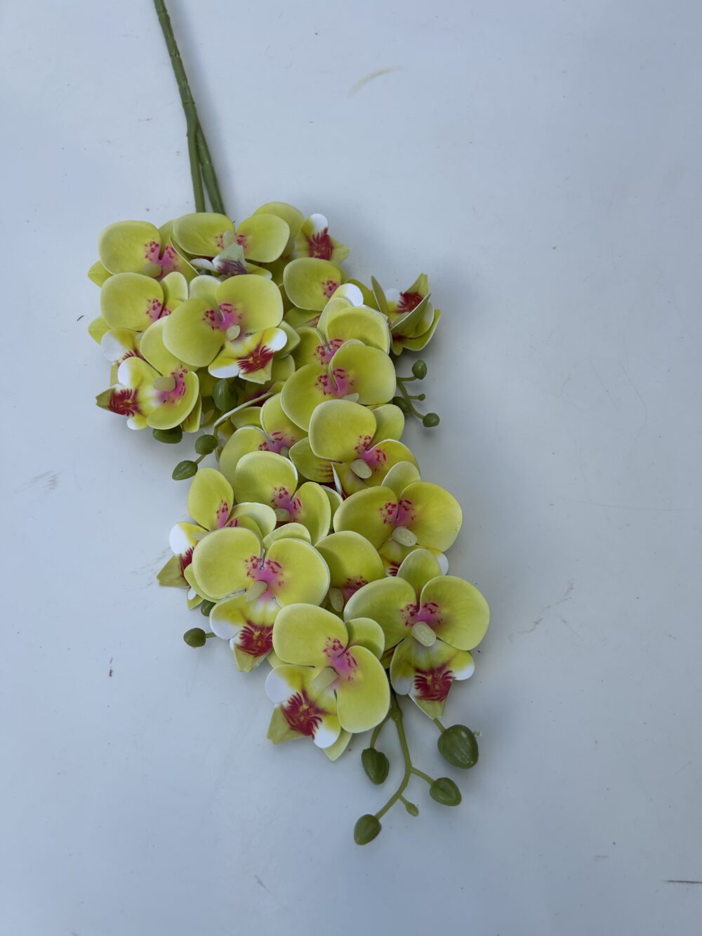 Кущова орхідея зелена