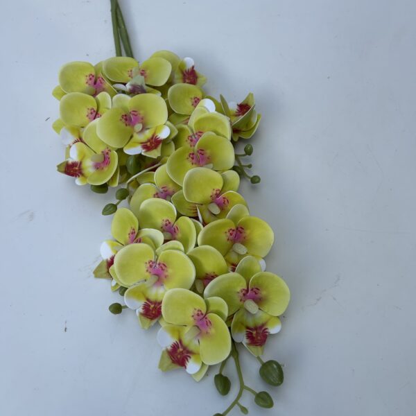 Кущова орхідея зелена