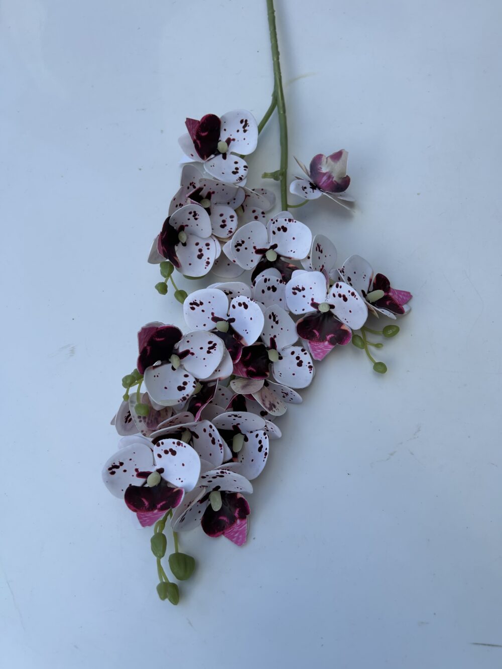 Кущова орхідея тигрова