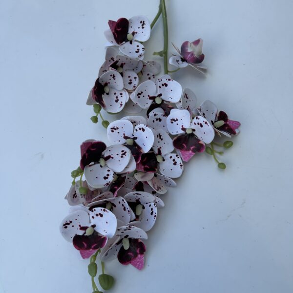 Кущова орхідея тигрова