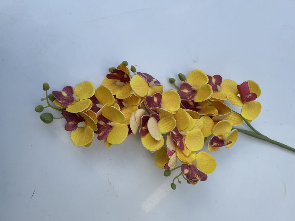 Кущова орхідея жовта